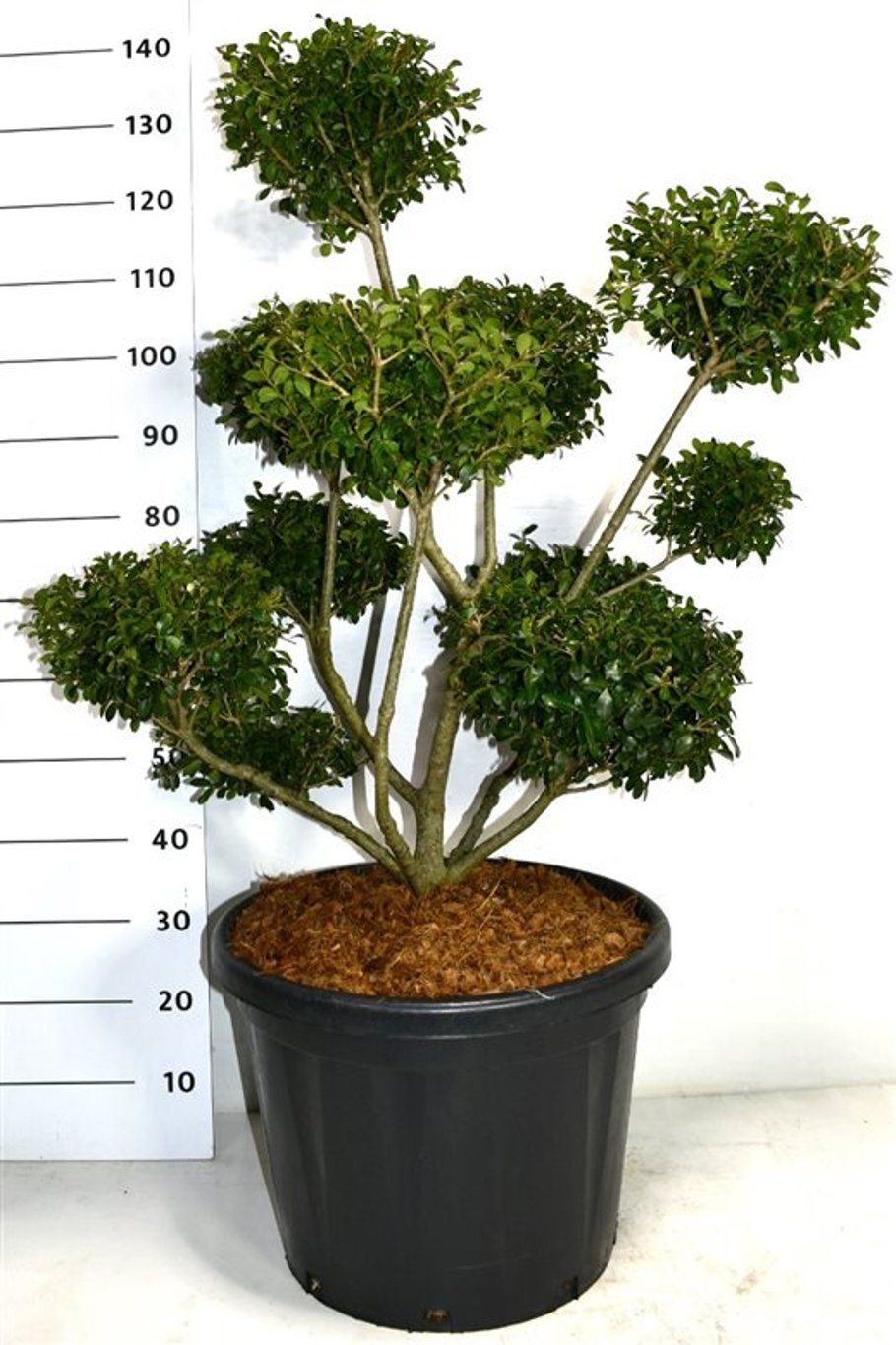 Ilex crenata 'Green Lustre' - 80-100 CM Bonsai Cont.